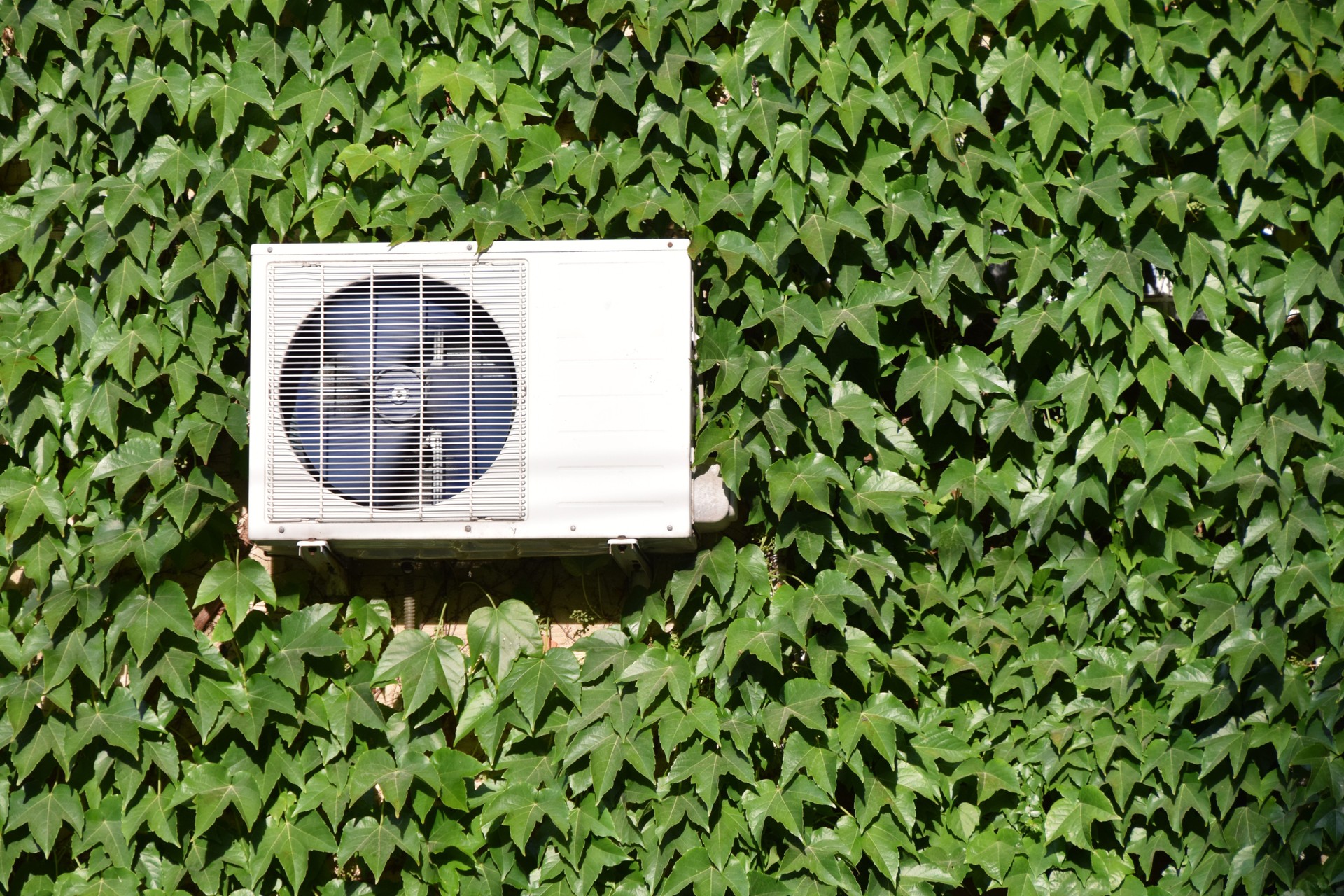 Air conditioner on the wall covered with ivy creeper